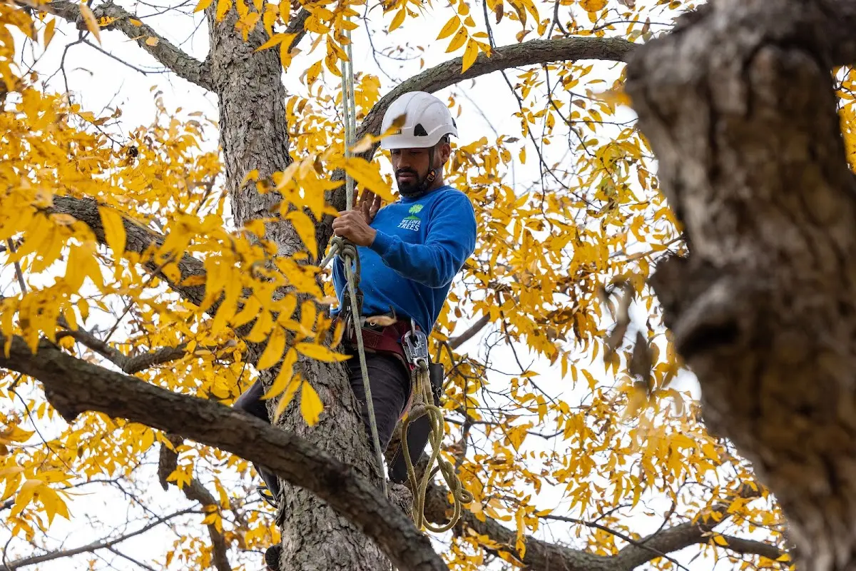 Skilled Storm Damage Cleanup crew working in Harrison City